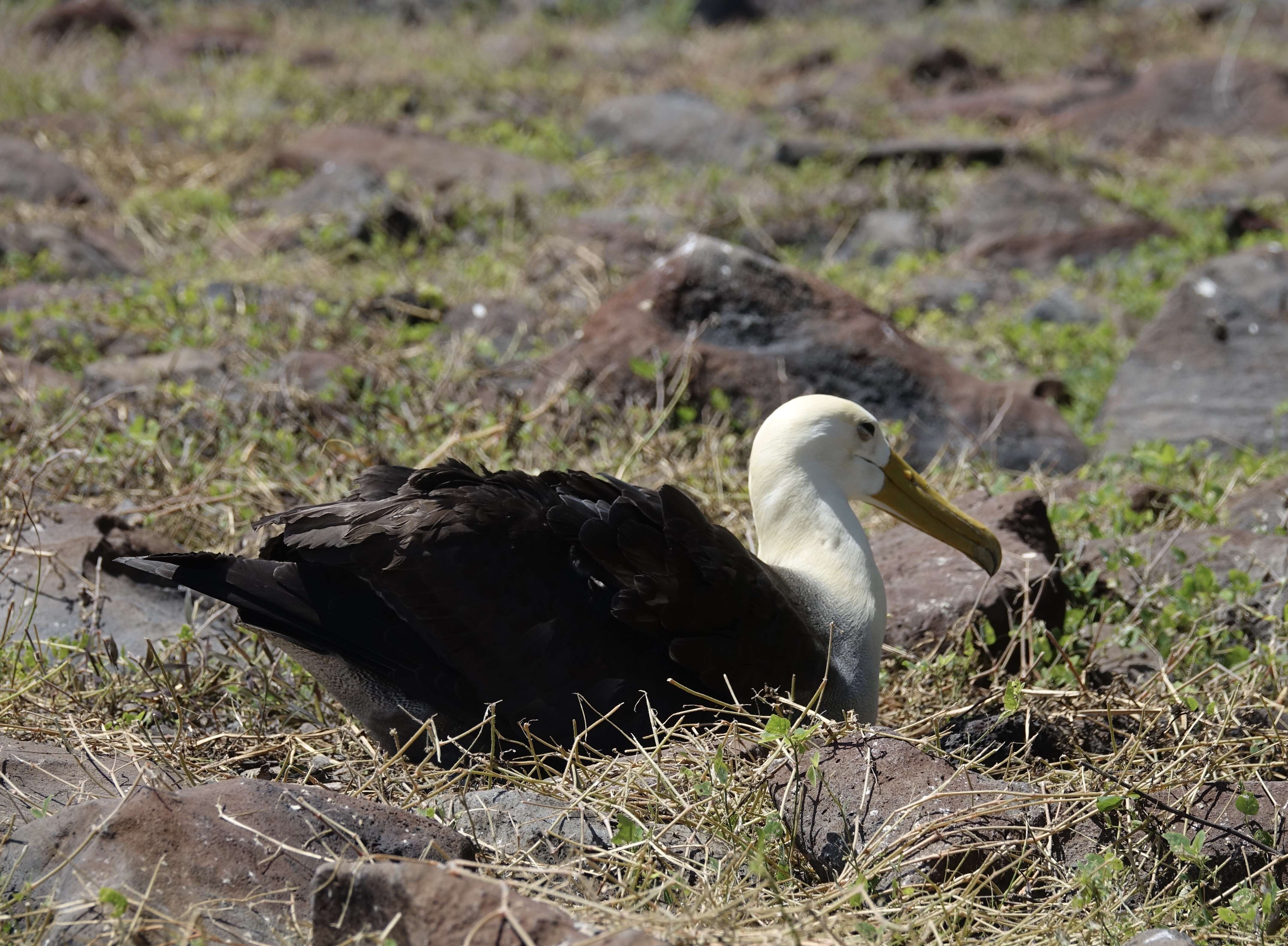 Image of Waved Albatross