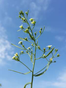 Image of flaxleaf