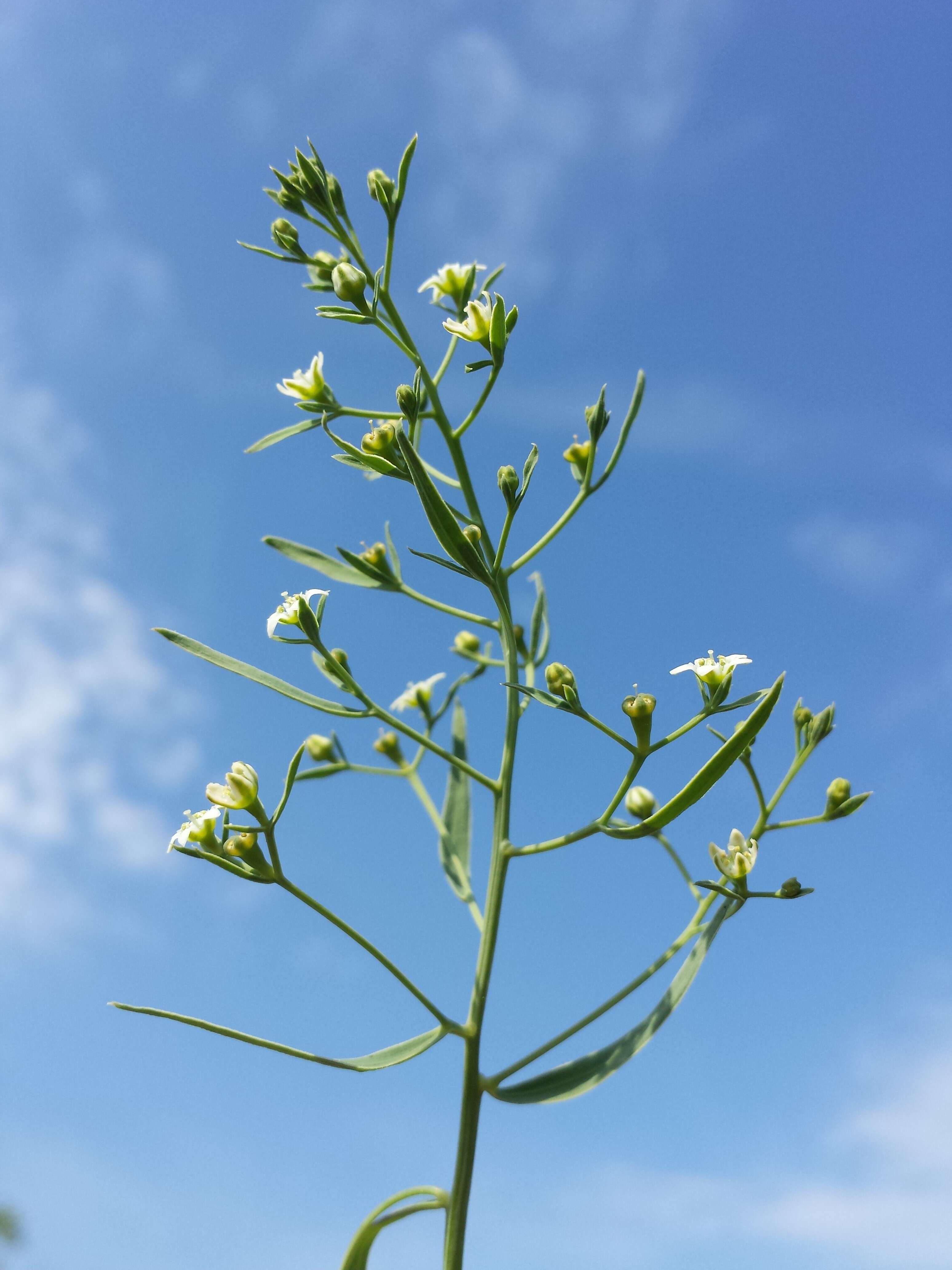 Image de Thesium linophyllon L.