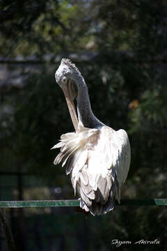 Image of Grey Pelican