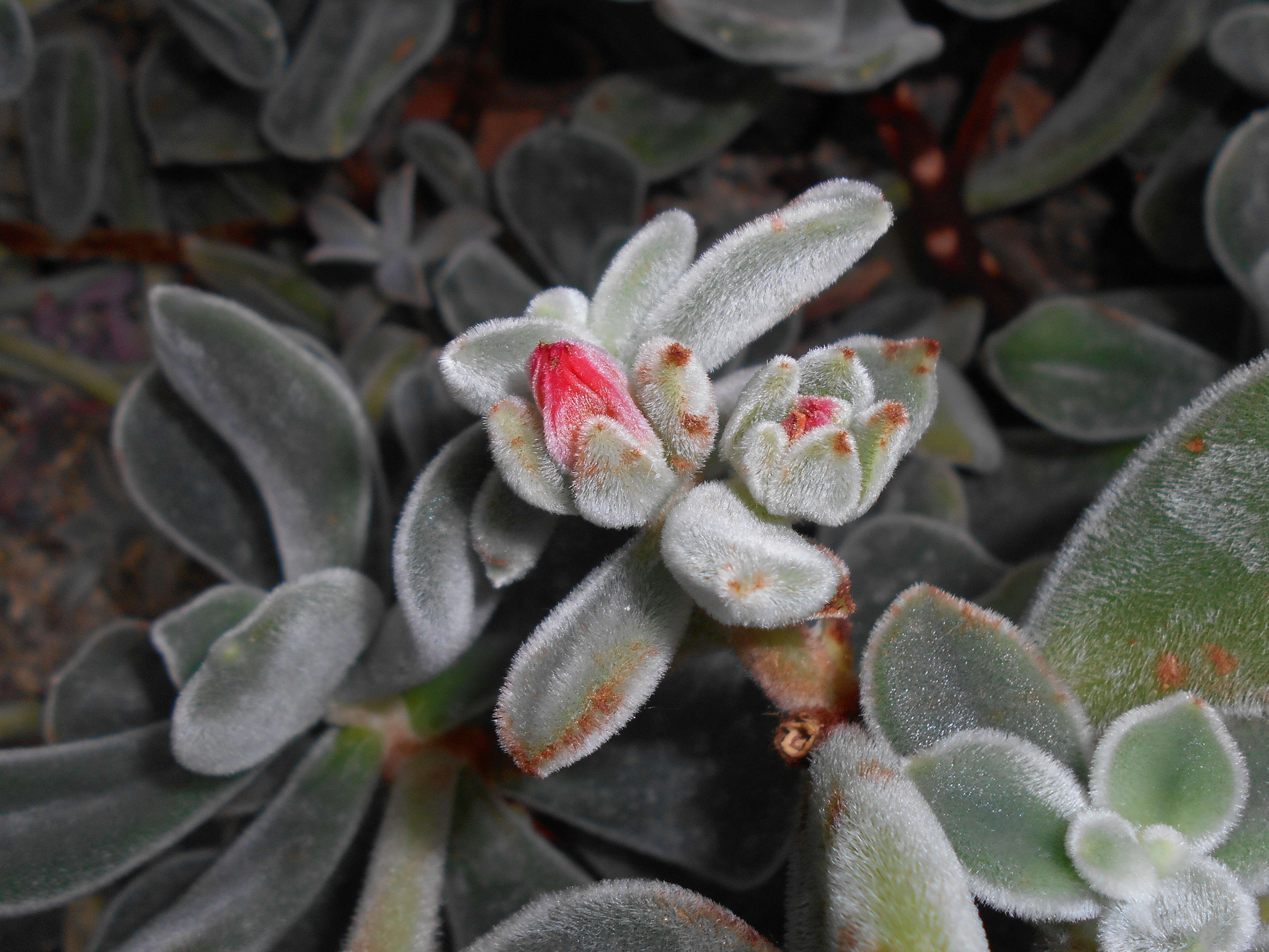 Echeveria pulvinata Rose resmi