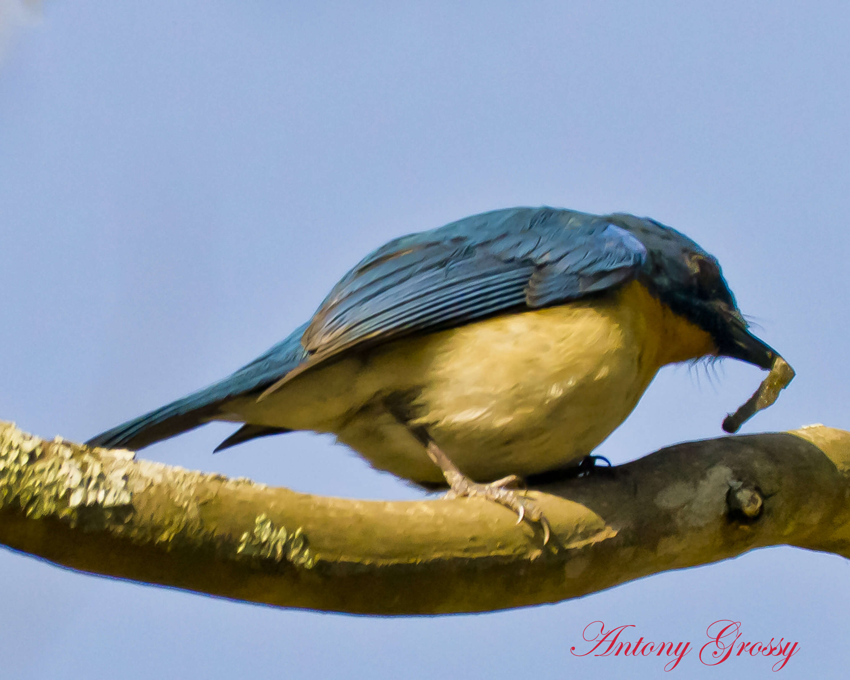 Image de Robin à ventre roux