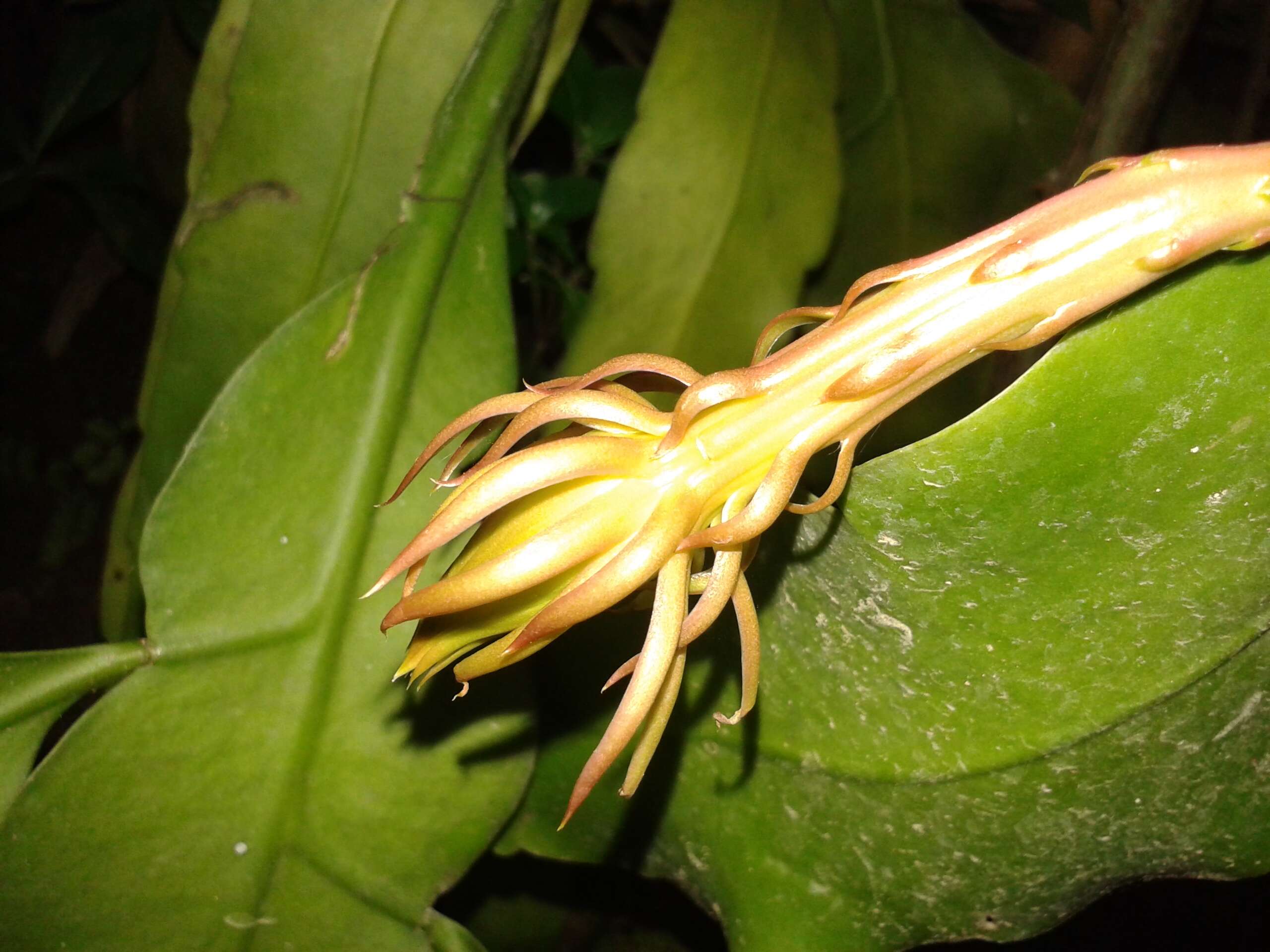 Image of Dutchman's Pipe Cactus