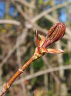 Image of Norway Maple