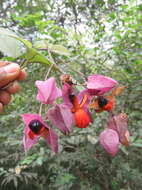 Слика од Clerodendrum thomsoniae Balf. fil.