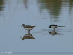 Image of Green Sandpiper