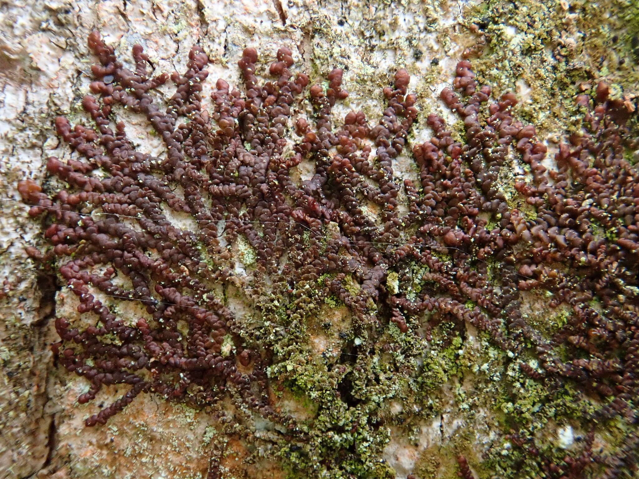 Image of dilated scalewort