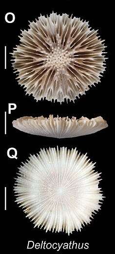 Plancia ëd Deltocyathus Milne Edwards & Haime 1848