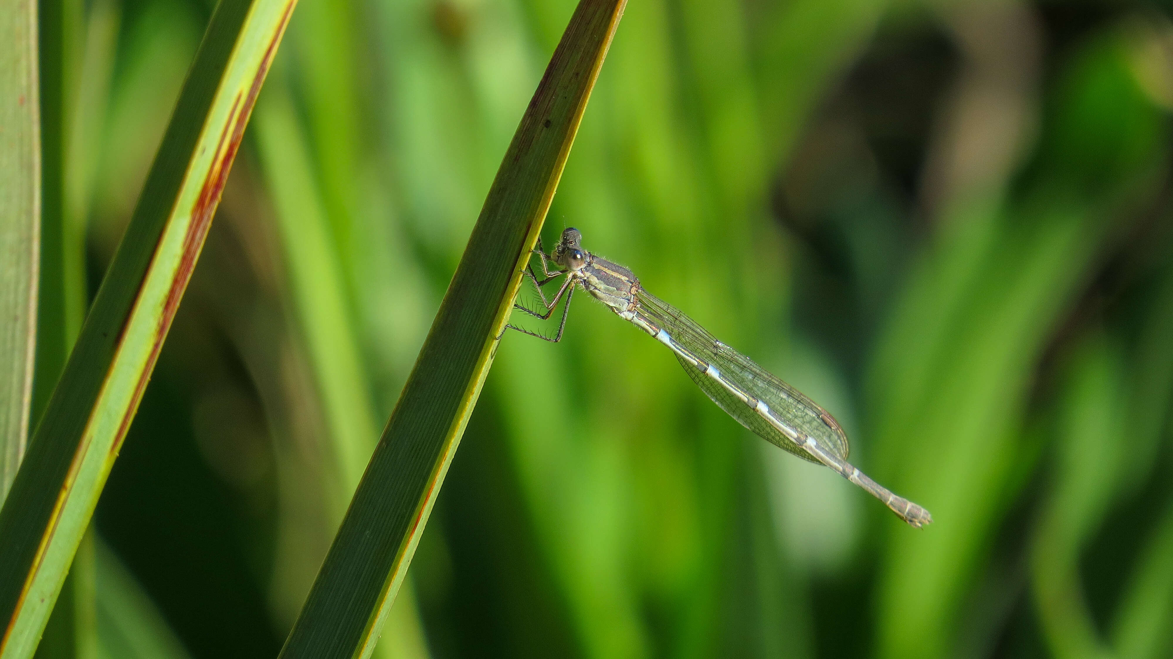 Image de Austrolestes leda (Selys 1862)