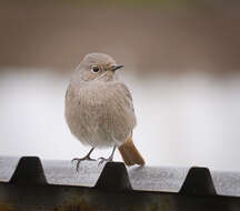 Image of Black Redstart