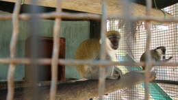 Image of vervet monkey