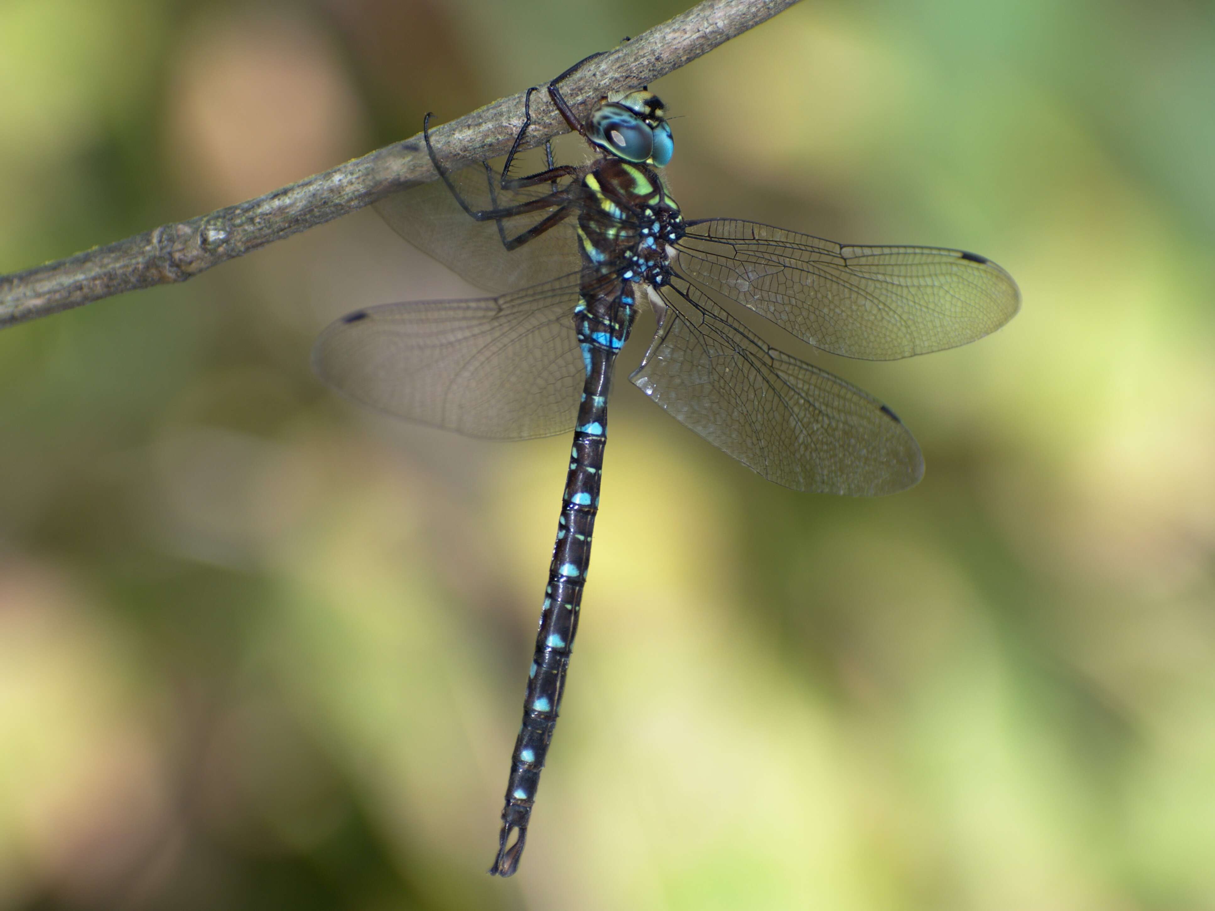 Image of Shadow Darner