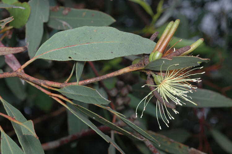 Image of long-flower marlock