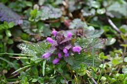 Image of purple archangel