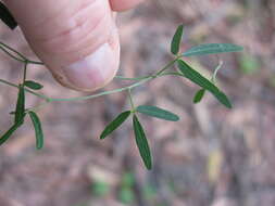 Imagem de Glycine microphylla Tindale