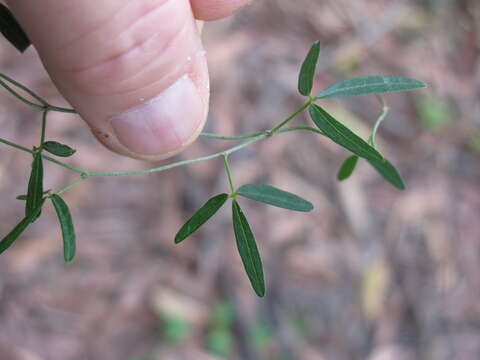 Image of Small-leaf glycine