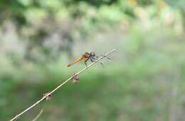 Image of Aethriamanta brevipennis (Rambur 1842)