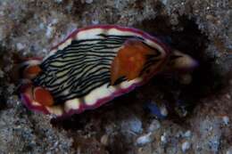 Image of Hypselodoris nigrolineata (Eliot 1904)