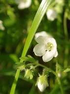 Imagem de Nemophila heterophylla Fisch. & C. A. Mey.