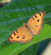 Imagem de Junonia almana Linnaeus 1758