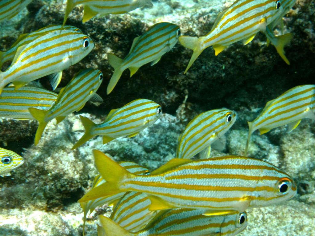 Image of Smallmouth Grunt