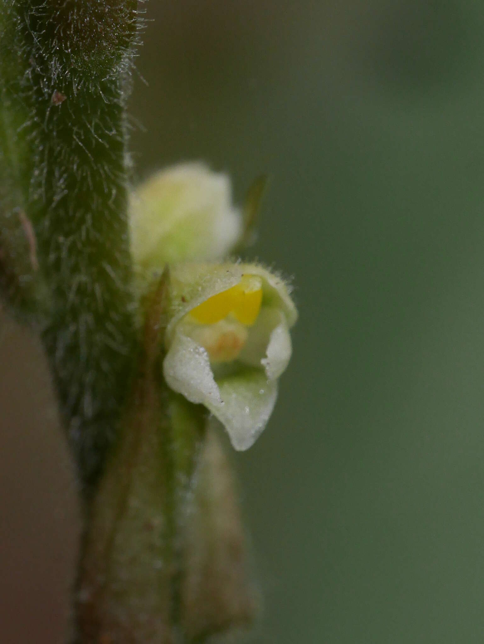 Image of Hairy jewel orchid