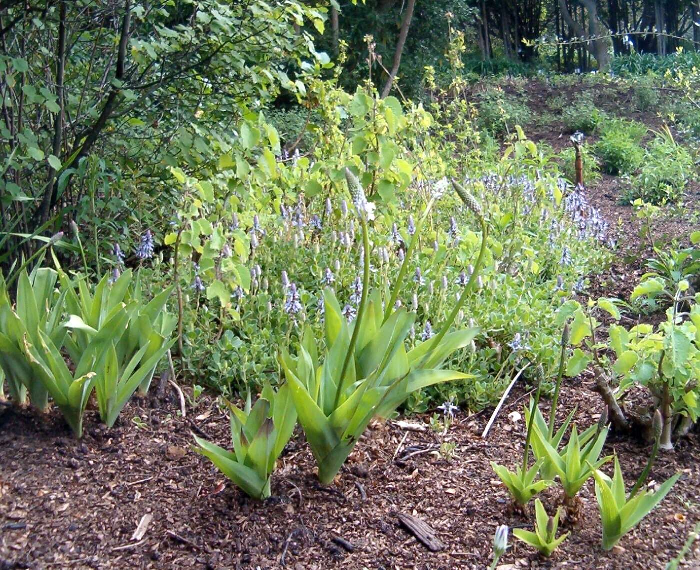 Image of Large blue squill