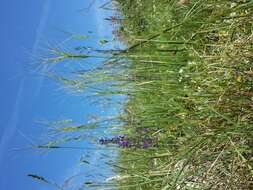 Image of barbed goatgrass