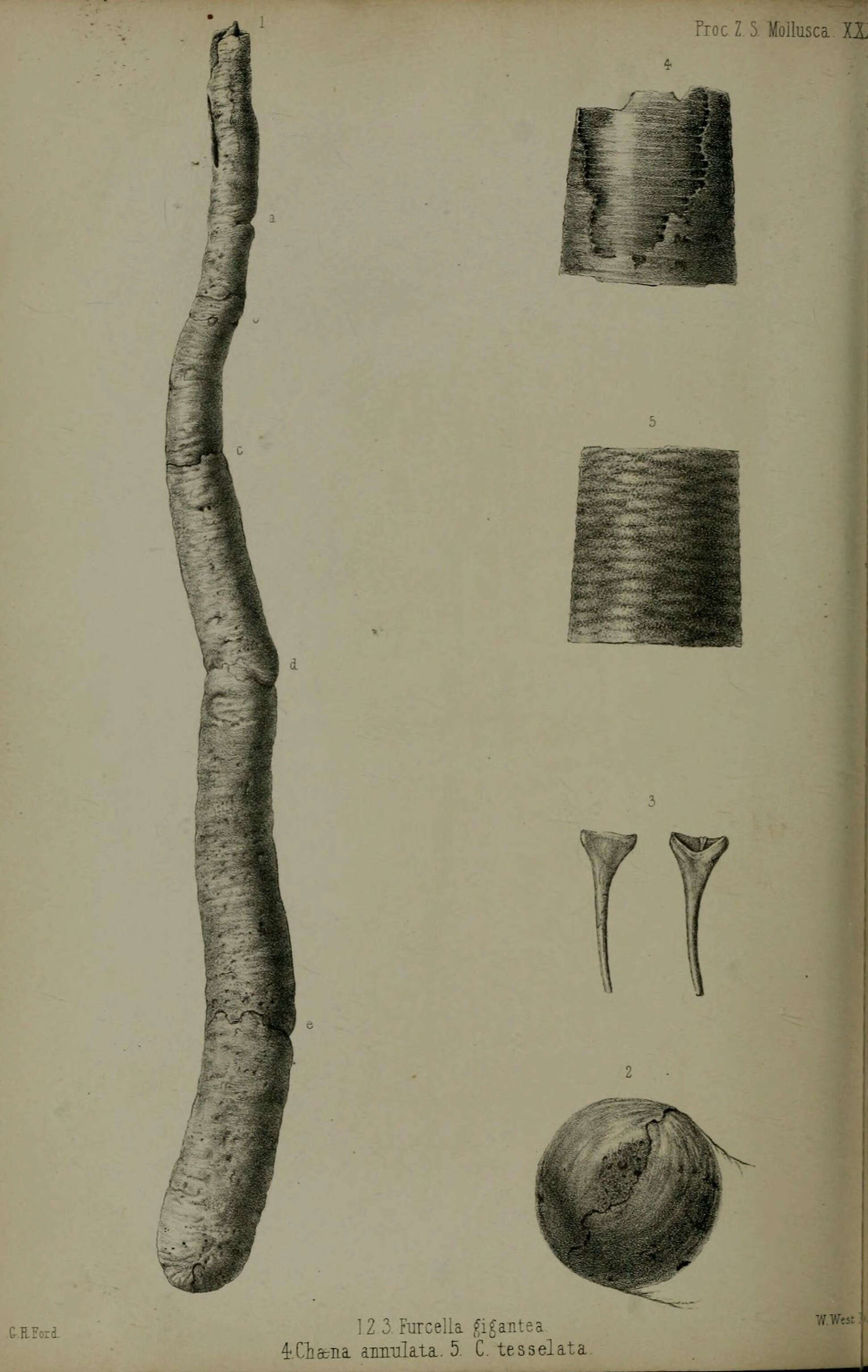 Image of Kuphus polythalamius (Linnaeus 1767)