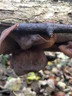 Image of ear fungus