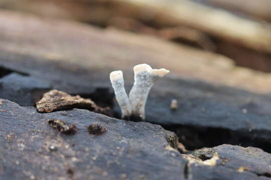 Image of Candle-snuff Fungus