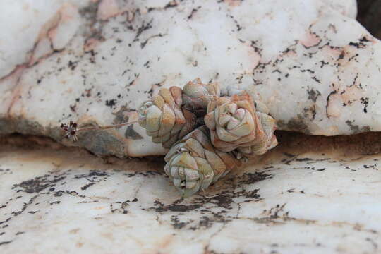 Image of Crassula deceptor Schönl. & Baker fil.