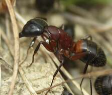 Imagem de Camponotus ligniperda