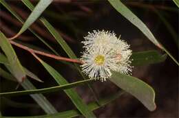 Image de Eucalyptus apiculata R. T. Baker & H. G. Sm.