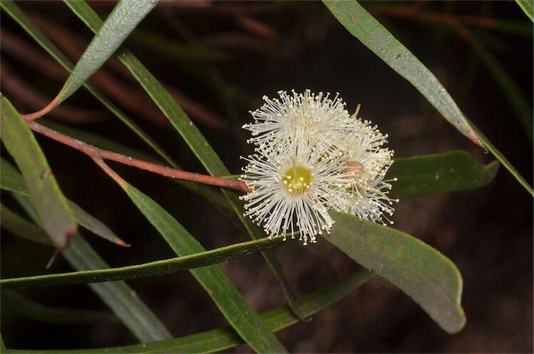 Image de Eucalyptus apiculata R. T. Baker & H. G. Sm.