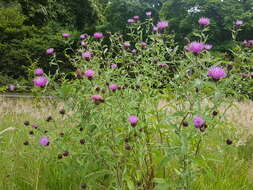 Image of lesser knapweed