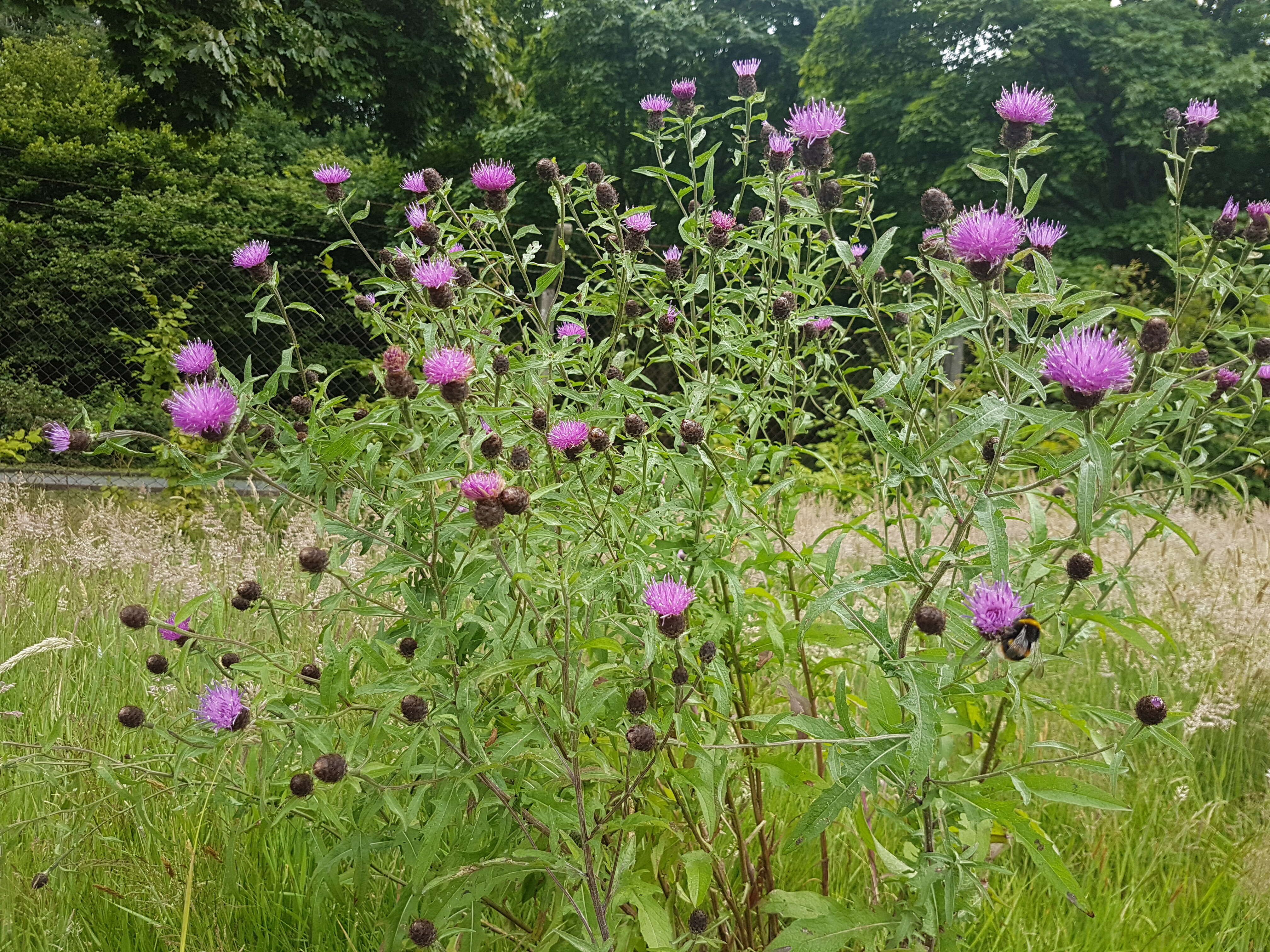 Image of lesser knapweed