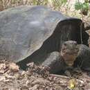 Image of Volcan Wolf Giant Tortoise