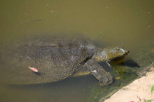 Image of Nil-Weichschildkröte