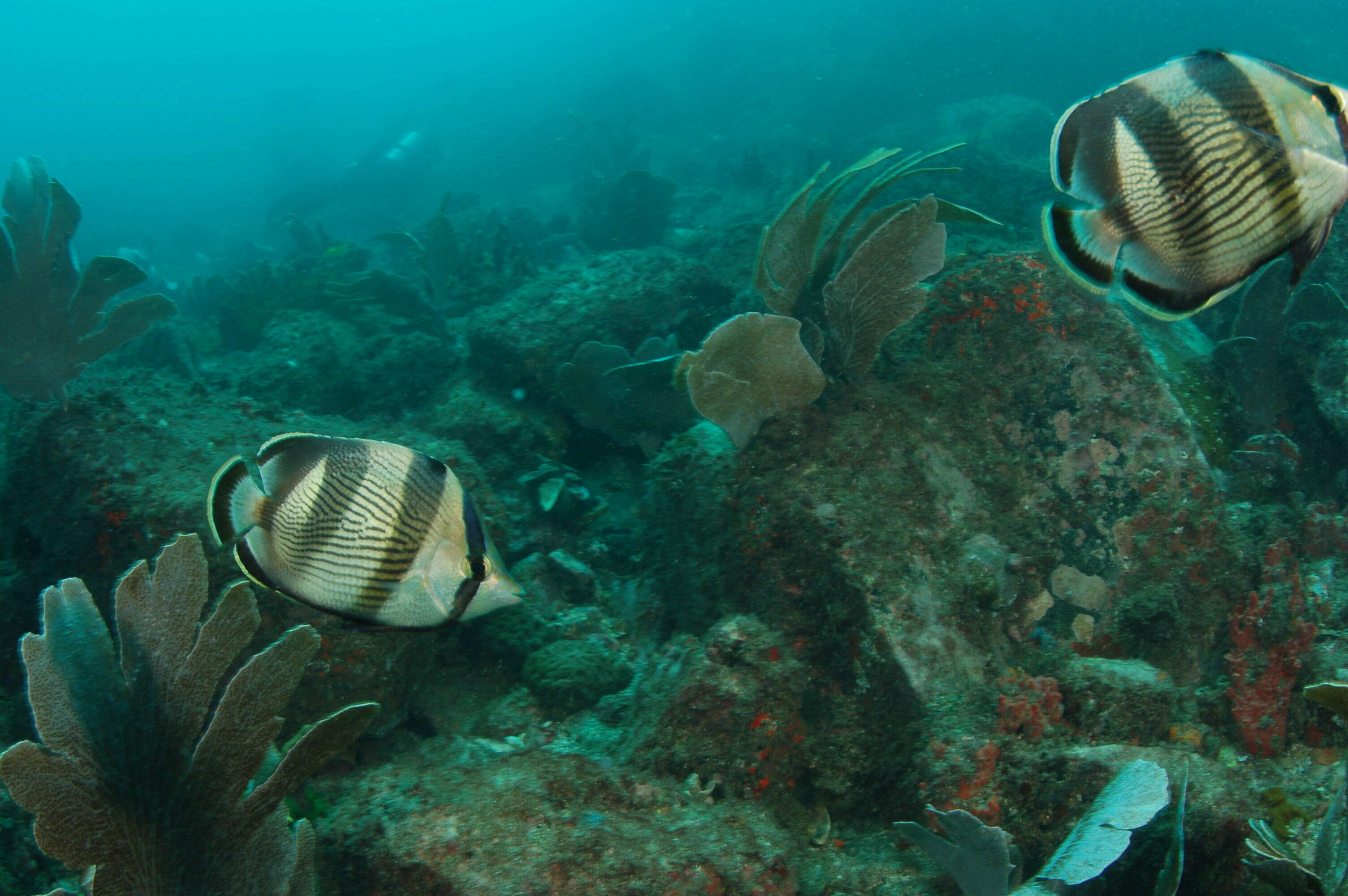 Image of Banded Butterflyfish