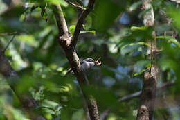 Image of Malabar Woodshrike