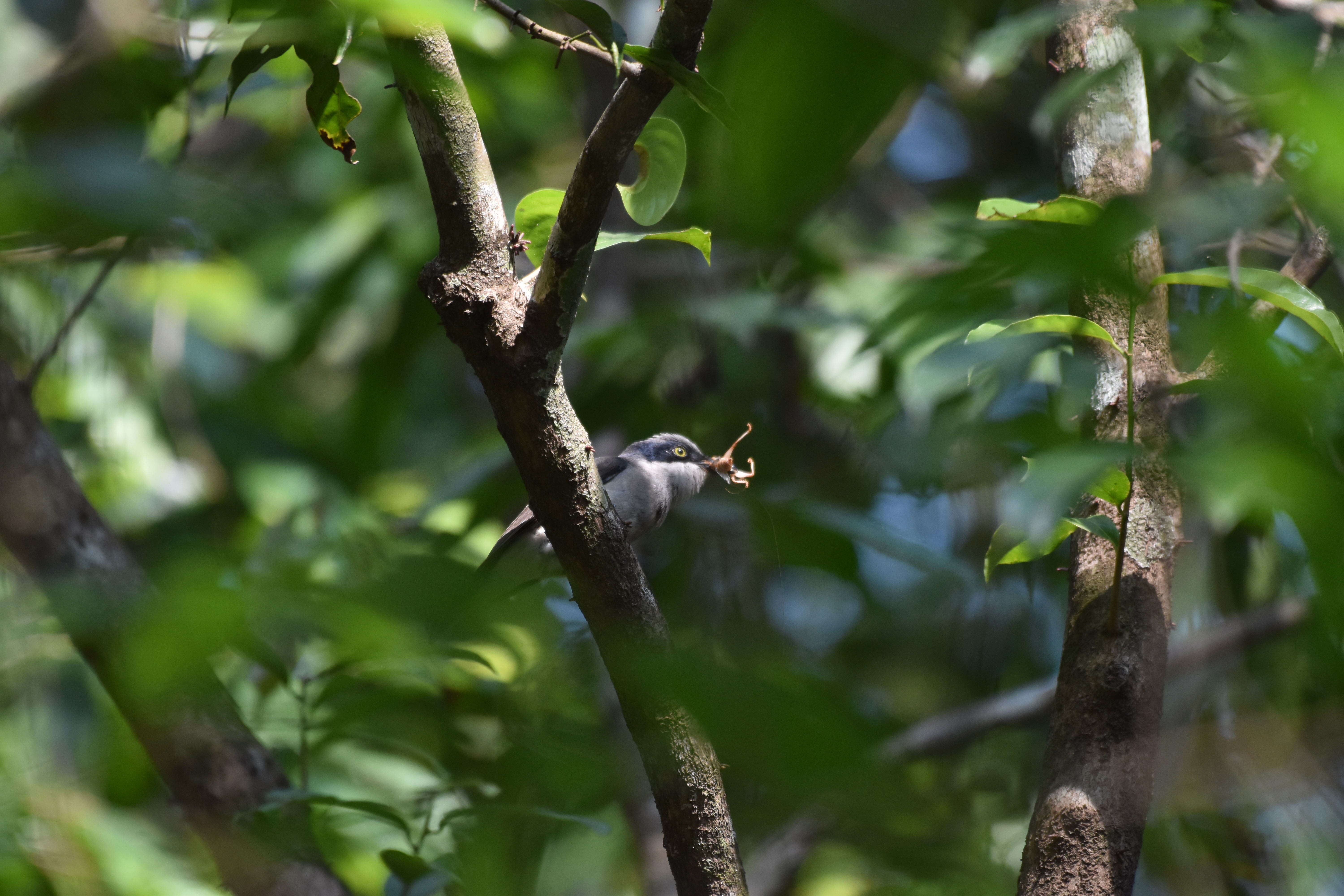 Image of Malabar Woodshrike