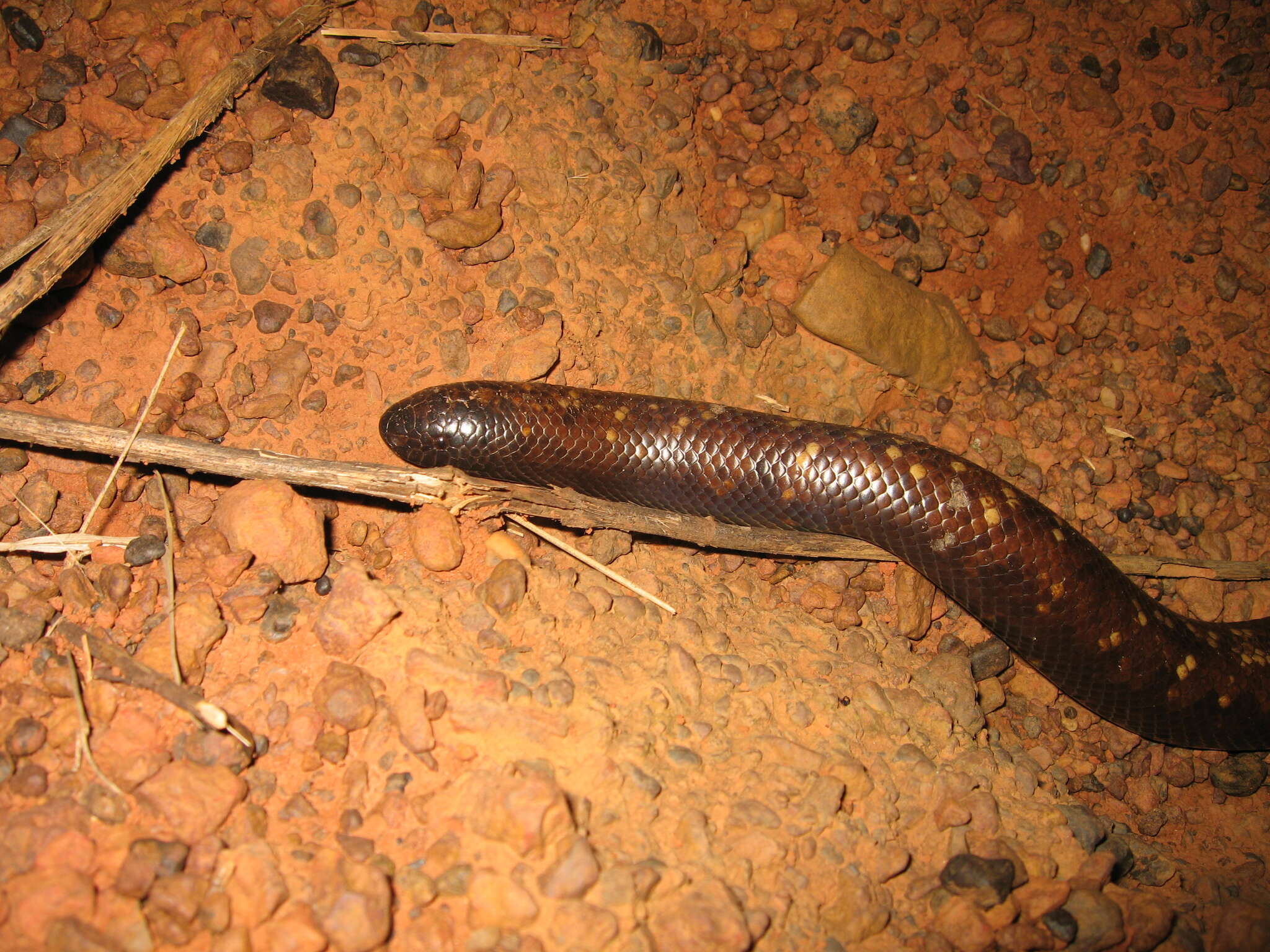 Image of African burrowing python