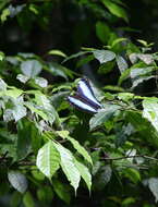 Image of Blue-banded Morpho Butterfly