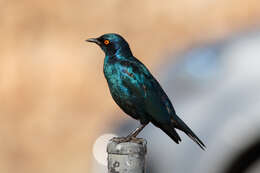 Image of Cape Glossy Starling