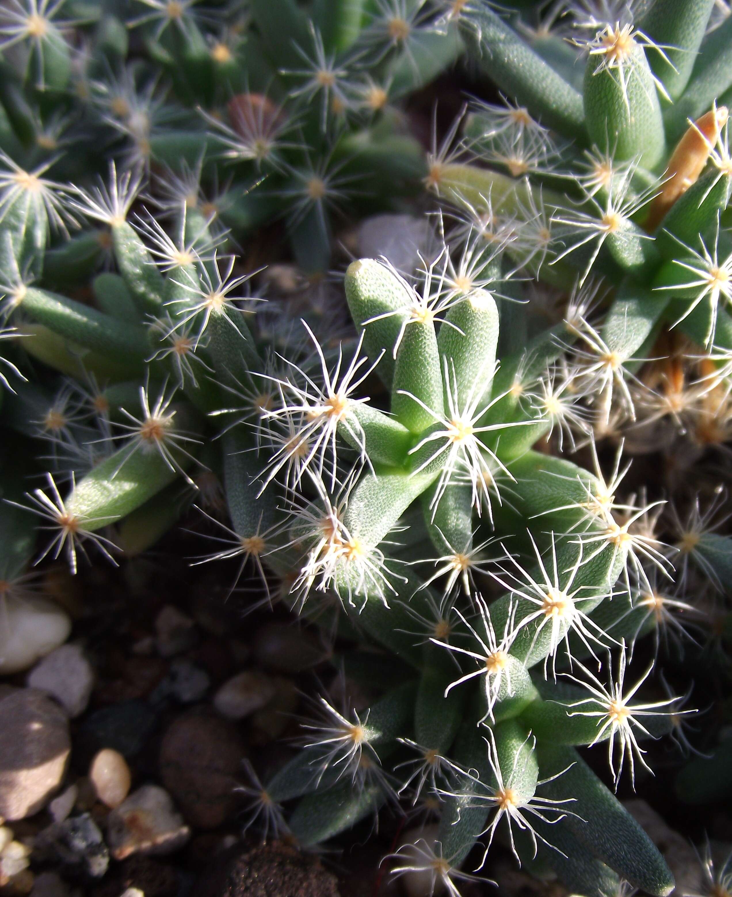 Imagem de Trichodiadema densum (Haw.) Schwant.