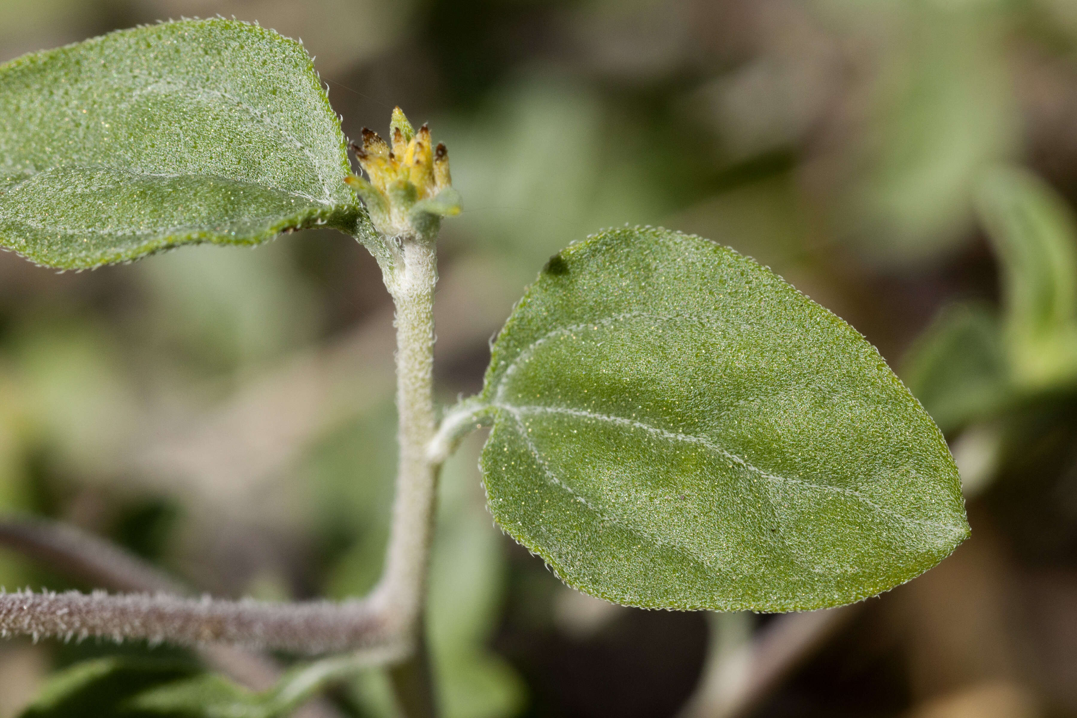 Sivun Encelia virginensis A. Nels. kuva