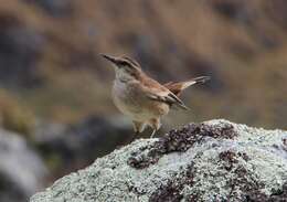 Image of Cream-winged Cinclodes