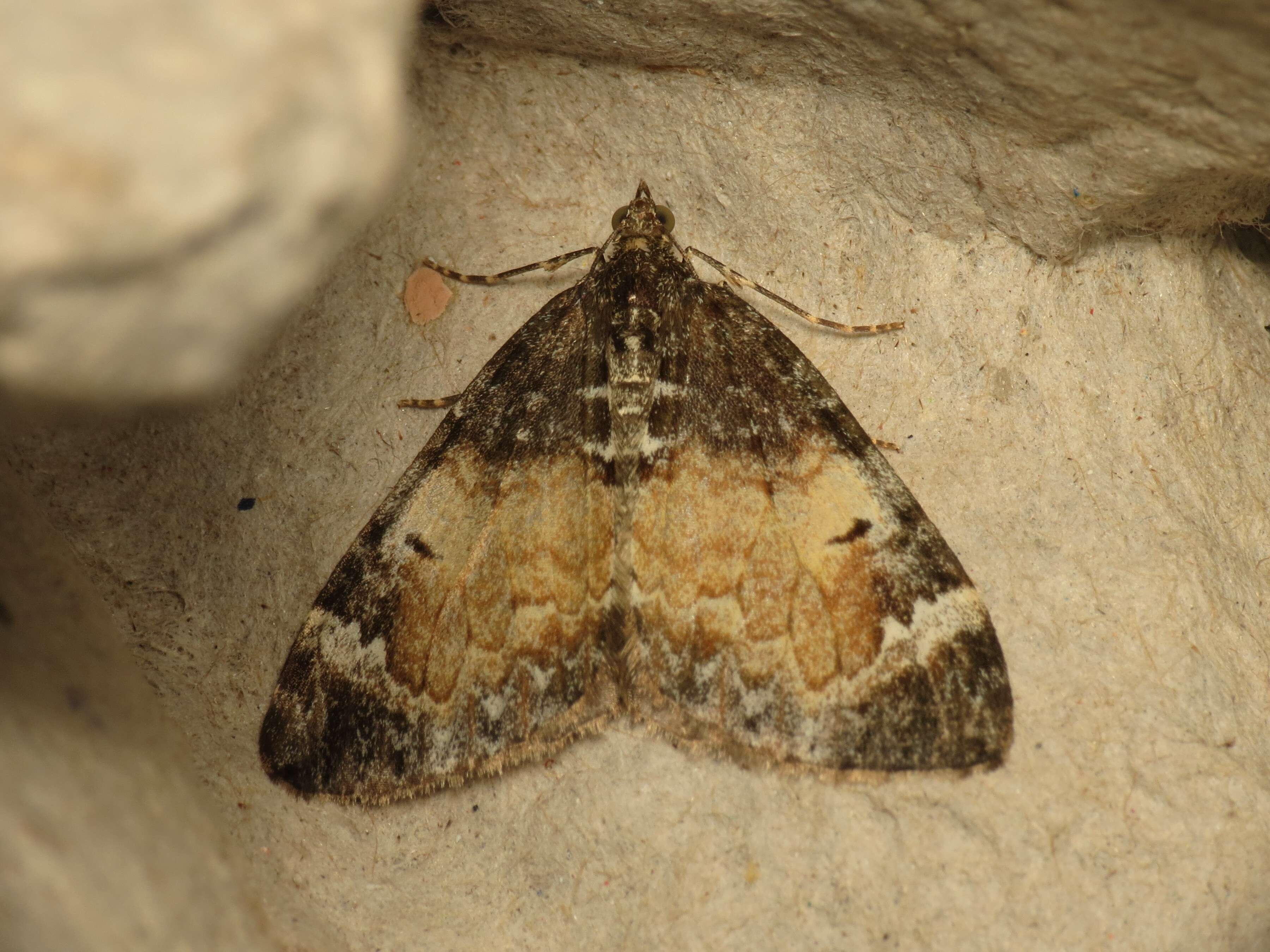 Image of common marbled carpet