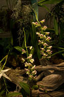 Image of Aerides lawrenceae Rchb. fil.